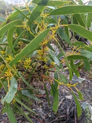 Eucalyptus pauciflora parvifructa