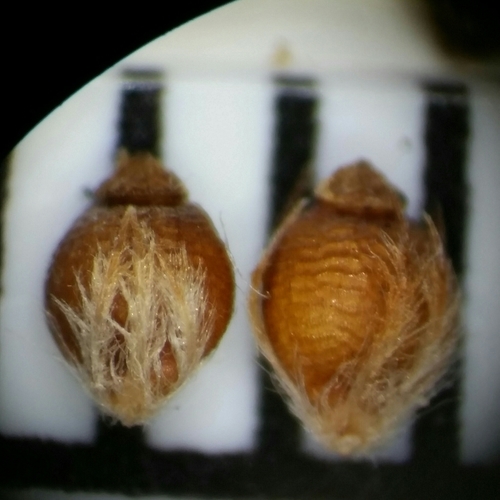 Image of Rhynchospora plumosa by (c) Jay Horn, some rights reserved (CC BY)