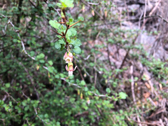 Ribes formosanum