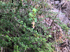 Ribes formosanum