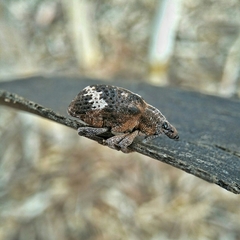 Oxyops fasciatus