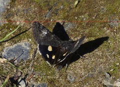 Litocala sexsignata