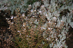 Chaenostoma caeruleum