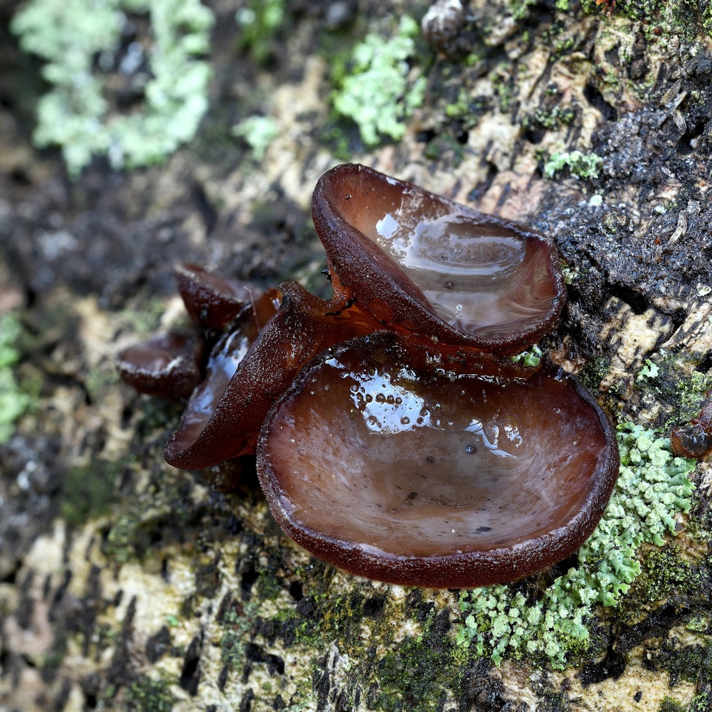 Ear fungus from Māpua, New Zealand on July 24, 2021 at 1027 AM by