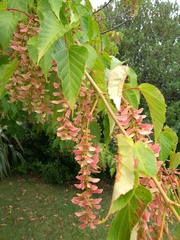 Acer davidii