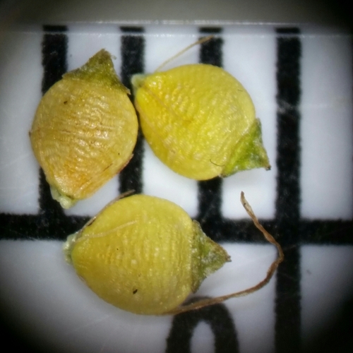 Image of Rhynchospora recognita by (c) Jay Horn, some rights reserved (CC BY)