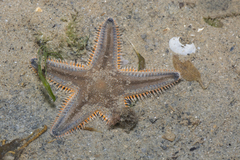 Astropecten indicus
