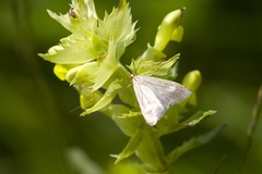 Udea alpinalis