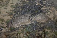 Holothuria scabra
