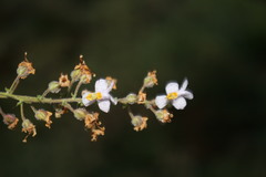 Chaenostoma caeruleum