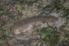 Holothuria scabra