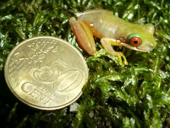 Duellmanohyla salvavida