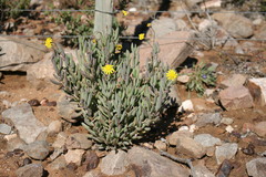 Crassothonna cacalioides