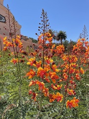 Caesalpinia pulcherrima