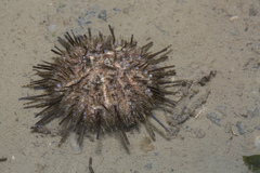 Temnopleurus toreumaticus