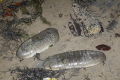 Holothuria scabra