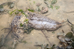 Holothuria notabilis