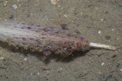 Veretillum