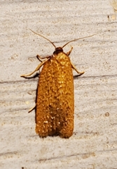 Sparganothis distincta