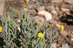 Crassothonna cacalioides