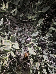 Acleisanthes lanceolata