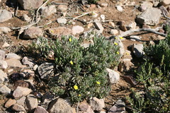 Crassothonna cacalioides