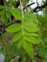 Bursera palmeri