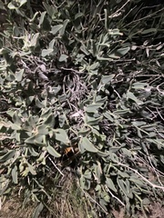 Acleisanthes lanceolata