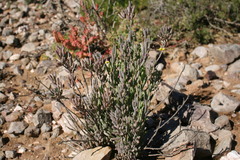 Crassothonna cacalioides