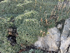 Petrophytum caespitosum caespitosum