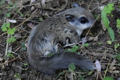 Southern Flying Squirrel photo 2