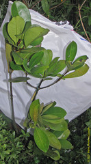 Eugenia brasiliensis