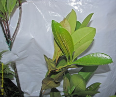 Eugenia brasiliensis