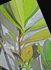 Eugenia brasiliensis