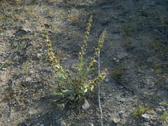 Penstemon acuminatus