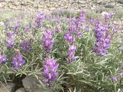 Lupinus obtusilobus