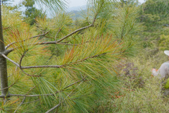 Pinus armandi mastersiana