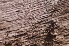 Anthrax trifasciatus