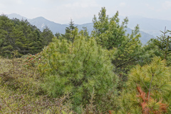 Pinus armandi mastersiana