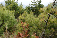 Pinus armandi mastersiana