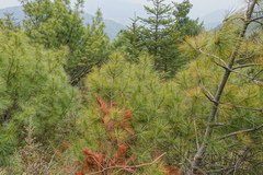 Pinus armandi mastersiana