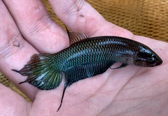 Betta bellica
