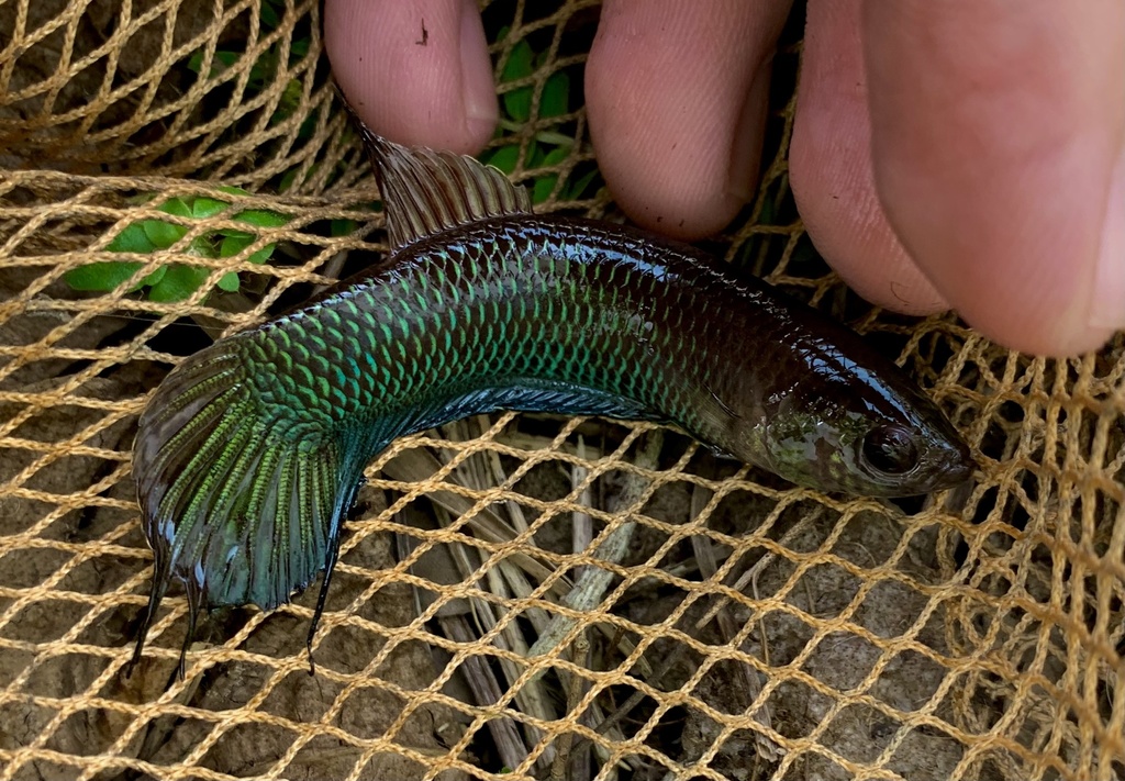 Slender Betta