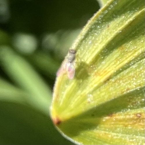 iNaturalist observation photo of Flies