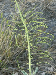 Stanleya pinnata
