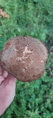 Leccinellum quercophilum