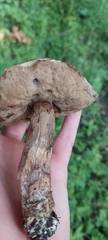Leccinellum quercophilum