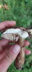 Leccinellum quercophilum