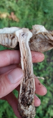 Leccinellum quercophilum