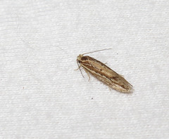 Ypsolopha sp-sw